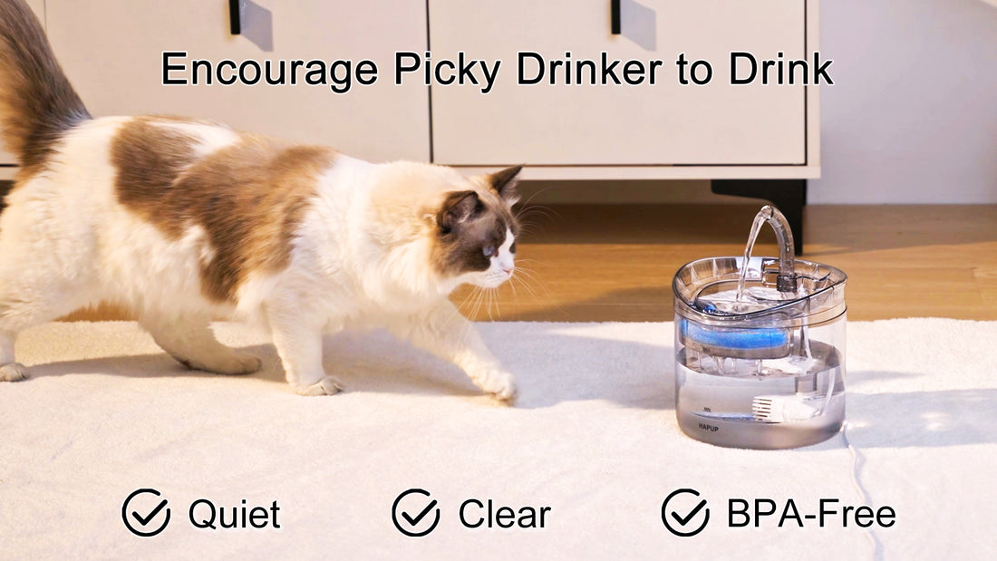 Watch how the HAPUP WF060 Pet Fountain helps cats stay hydrated with its advanced filtration system, adjustable pump settings, and dual working modes. This video demonstrates all the key features and easy setup of the cat water fountain.